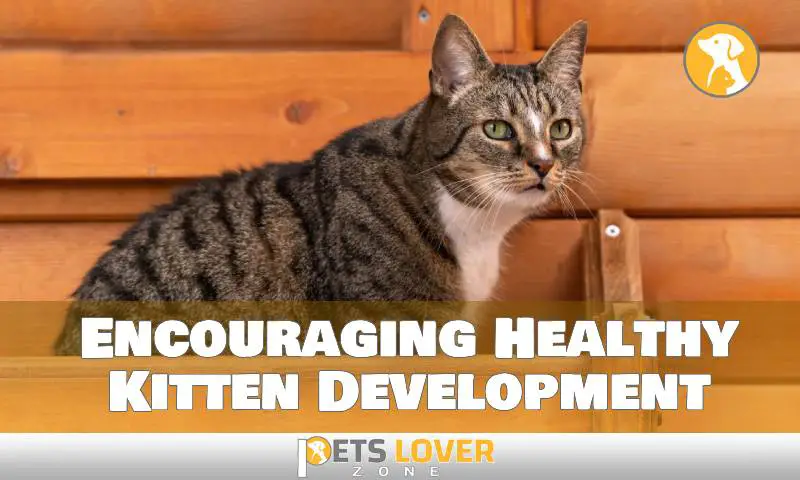 Encouraging Healthy Kitten Development
