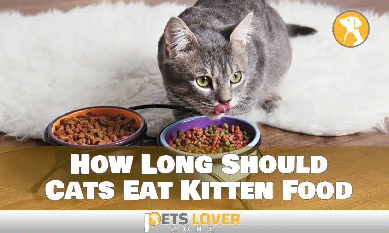 How Long Should Cats Eat Kitten Food