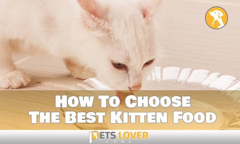 How To Choose The Best Kitten Food