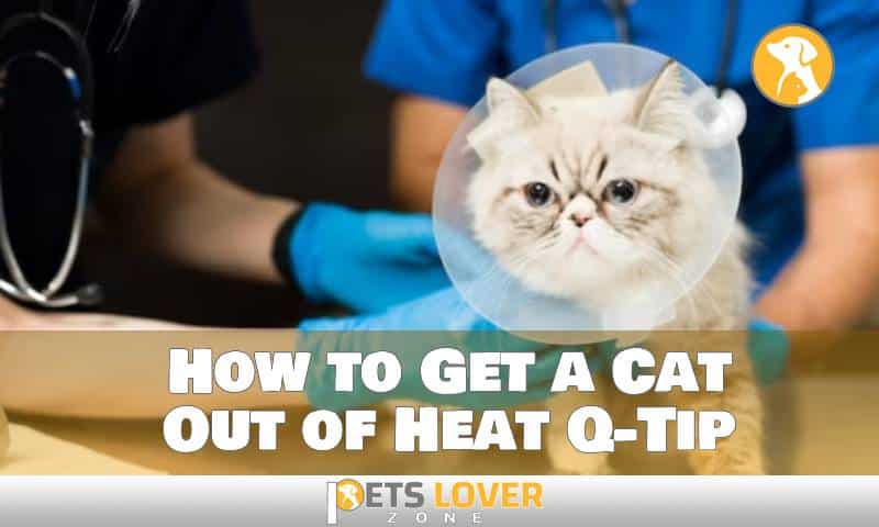 How to Get a Cat Out of Heat Q-Tip