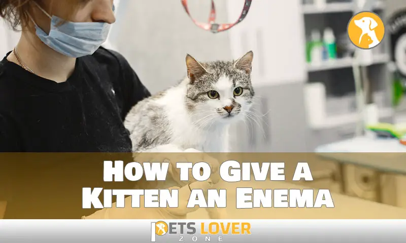 How to Give a Kitten an Enema