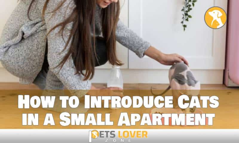 How to Introduce Cats in a Small Apartment