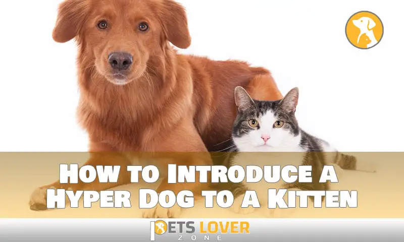 How to Introduce a Hyper Dog to a Kitten to Uniting Pets
