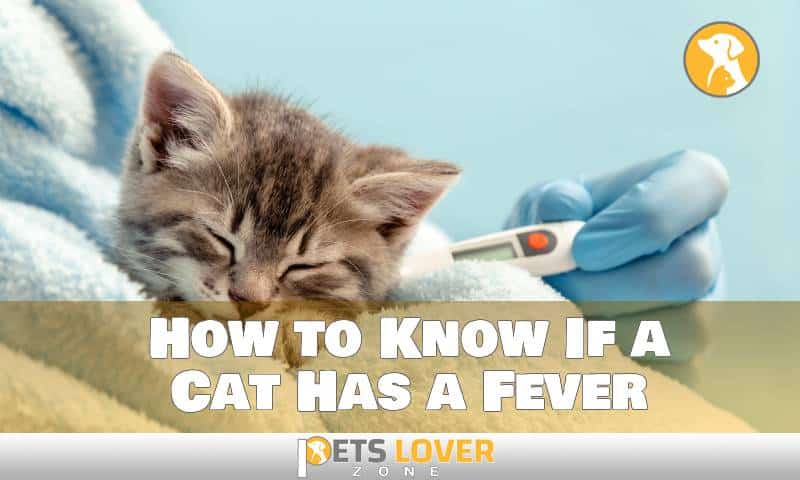 How to Know If a Cat Has a Fever