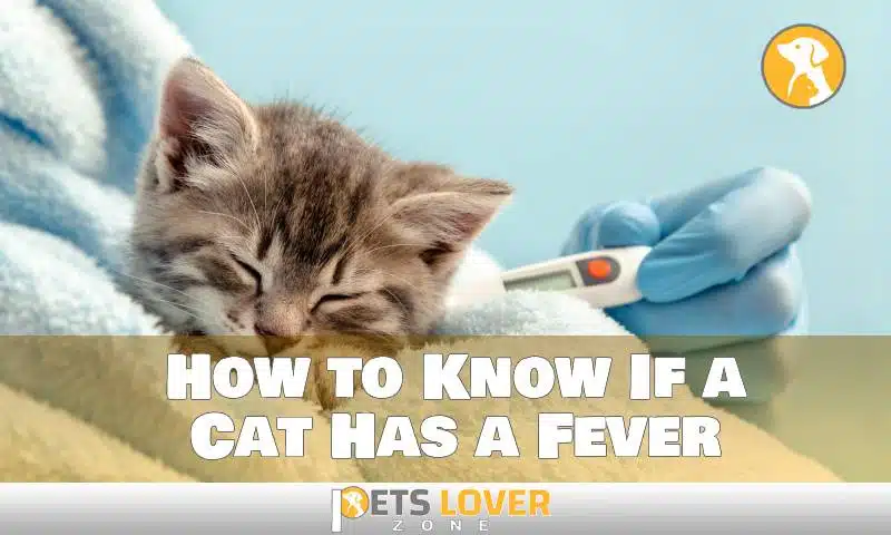 How to Know If a Cat Has a Fever