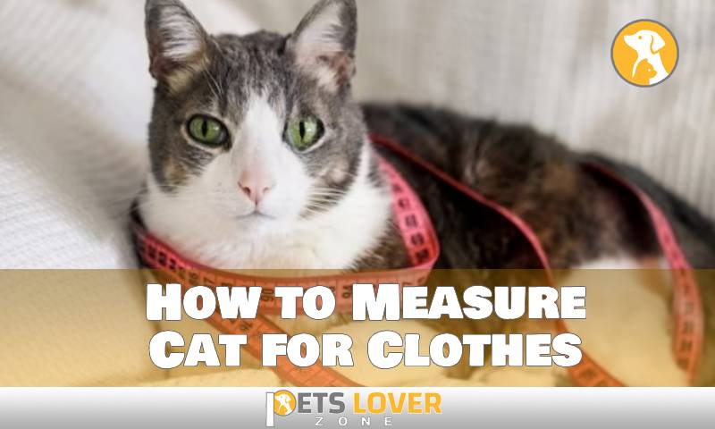 How to Measure Cat for Clothes