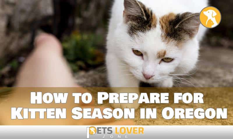 How to Prepare for Kitten Season in Oregon