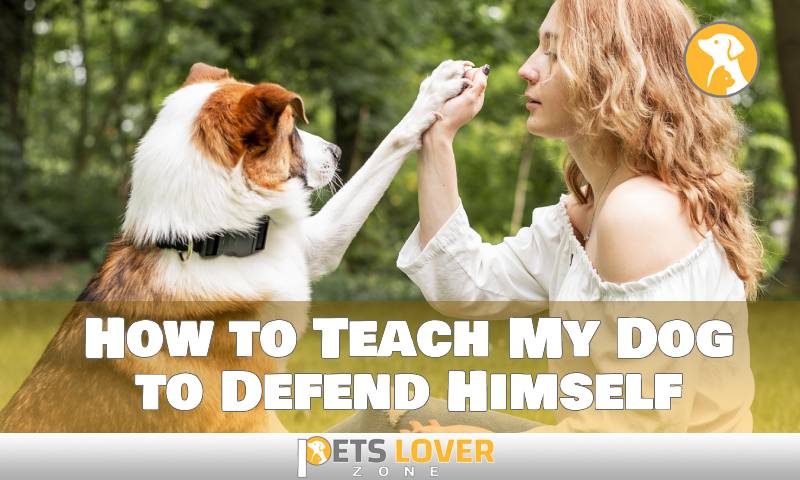 How to Teach My Dog to Defend Himself