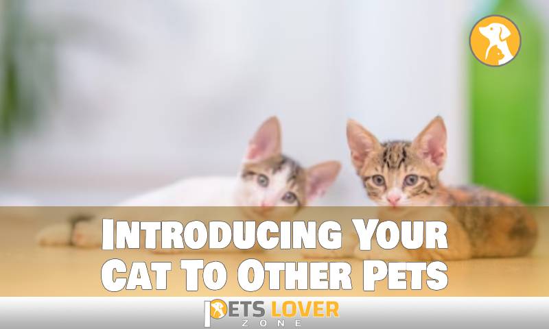 Introducing Your Cat To Other Pets