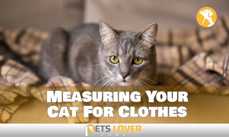Measuring Your Cat For Clothes