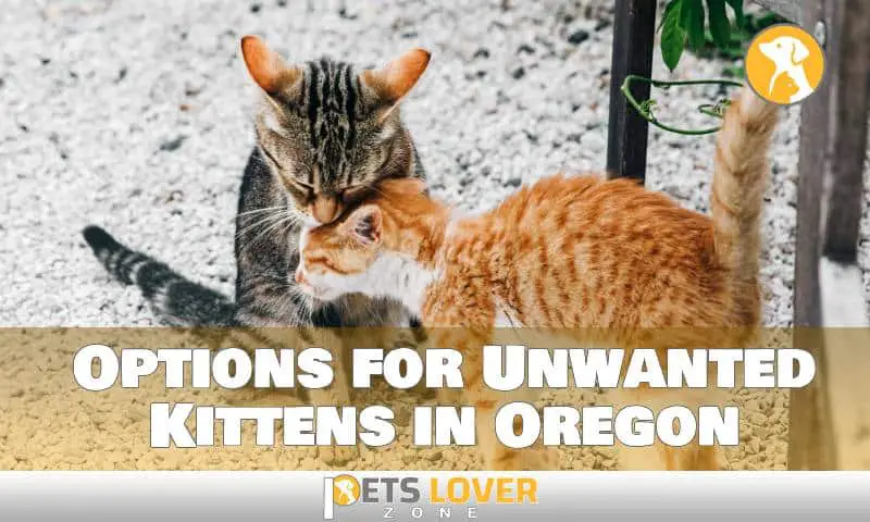Options for Unwanted Kittens in Oregon