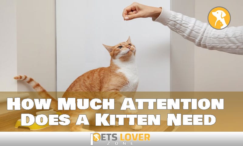 How Much Attention Does a Kitten Need