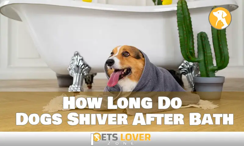 How Long Do Dogs Shiver After Bath