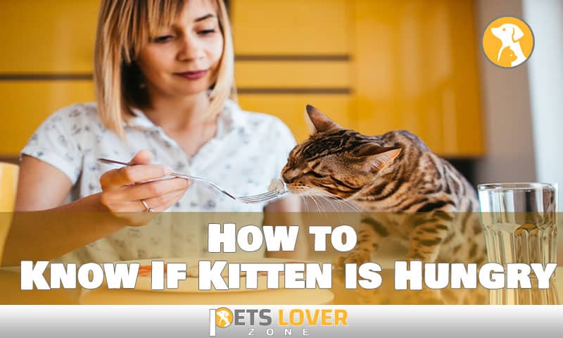 How to Know If Kitten is Hungry