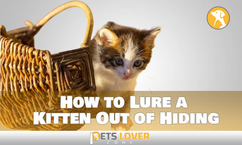 How to Lure a Kitten Out of Hiding