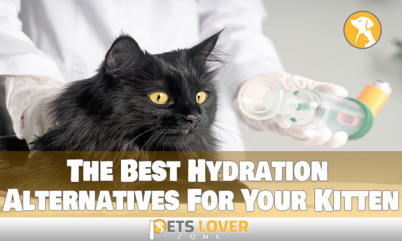 The Best Hydration Alternatives For Your Kitten