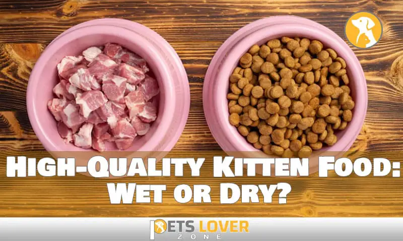 High-Quality Kitten Food: Wet or Dry?