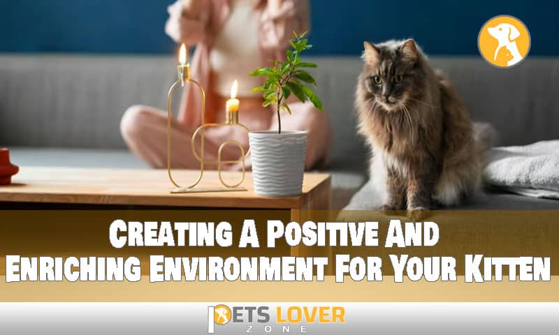 Creating A Positive And Enriching Environment For Your Kitten