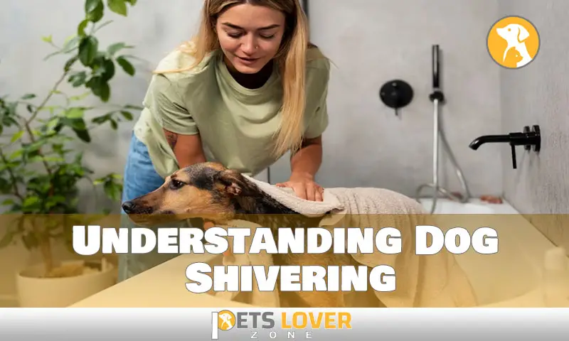 Understanding Dog Shivering