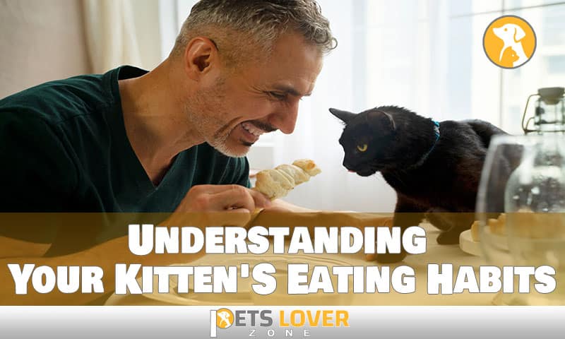 Understanding Your Kitten'S Eating Habits