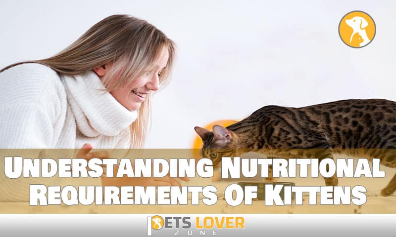 Understanding Nutritional Requirements Of Kittens