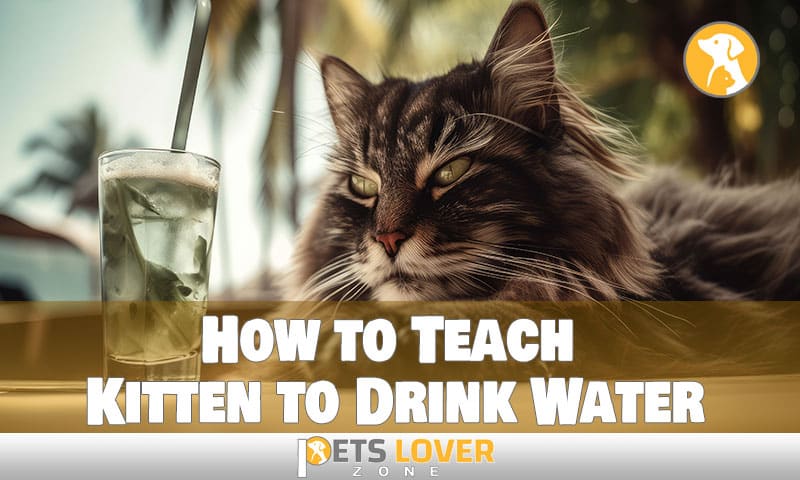 How to Teach Kitten to Drink Water