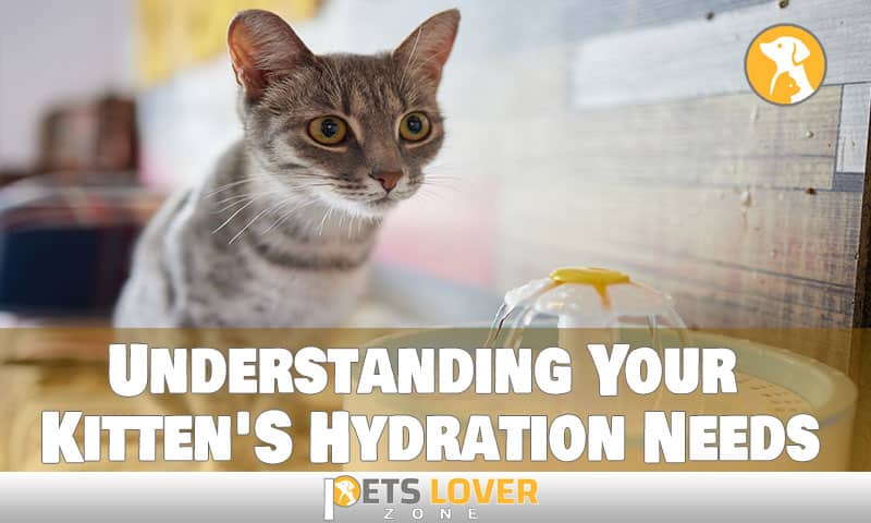 Understanding Your Kitten'S Hydration Needs