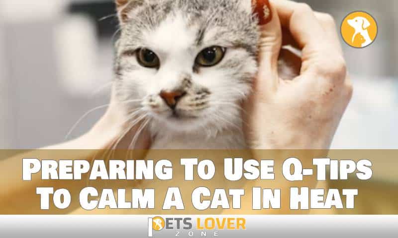 Preparing To Use Q-Tips To Calm A Cat In Heat