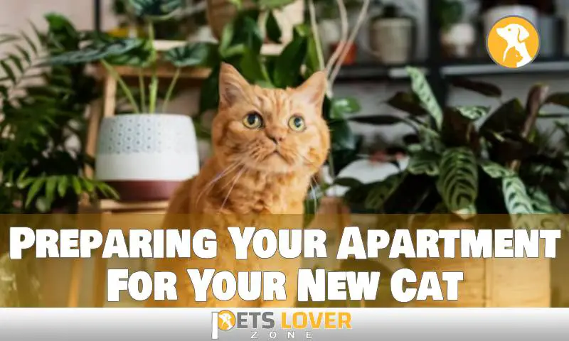 Preparing Your Apartment For Your New Cat