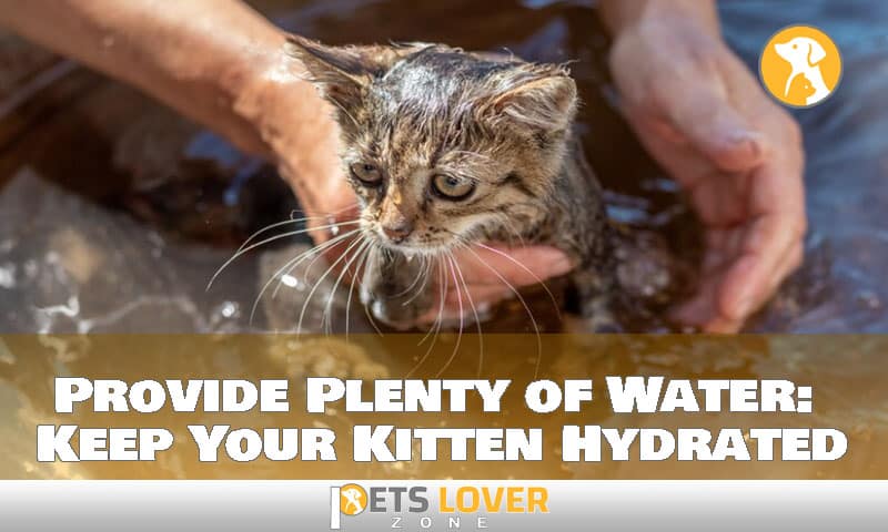 Provide Plenty of Water: Keep Your Kitten Hydrated