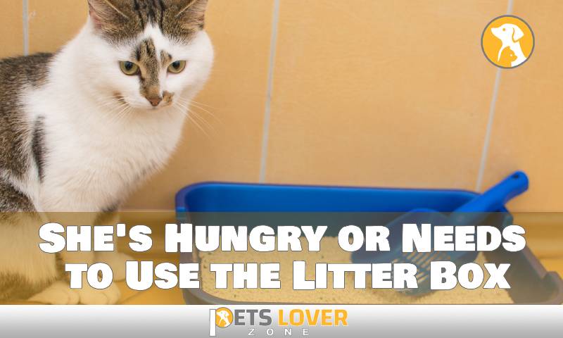 She's Hungry or Needs to Use the Litter Box