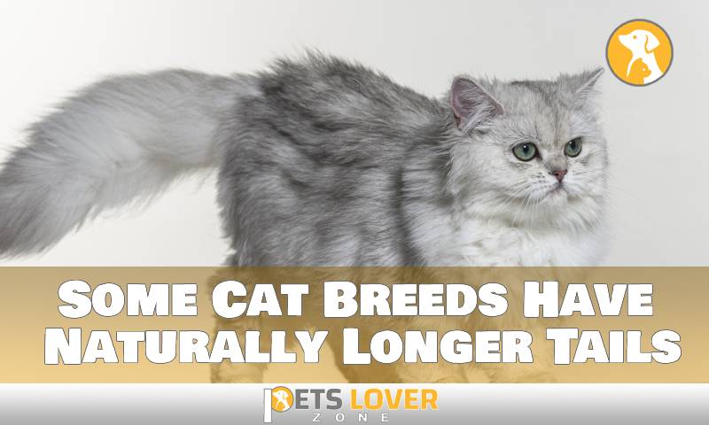 Some Cat Breeds Have Naturally Longer Tails