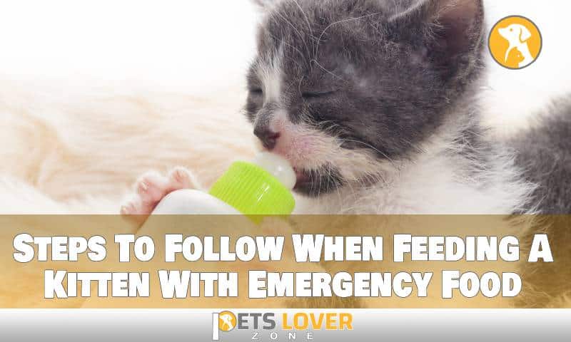 Steps To Follow When Feeding A Kitten With Emergency Food