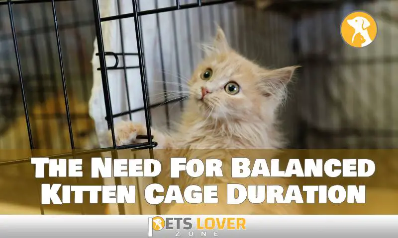The Need For Balanced Kitten Cage Duration