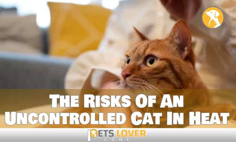 The Risks Of An Uncontrolled Cat In Heat