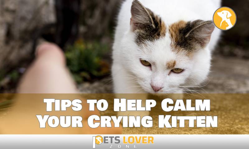 Tips to Help Calm Your Crying Kitten