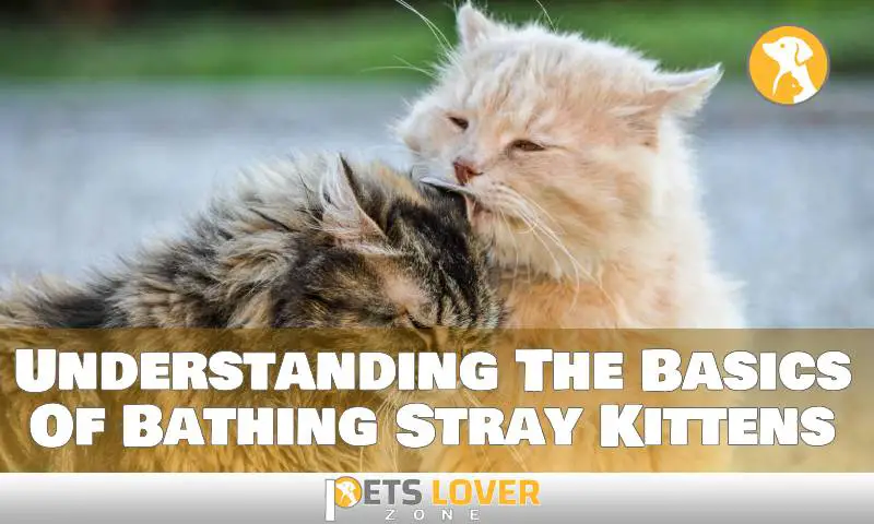 Understanding The Basics Of Bathing Stray Kittens
