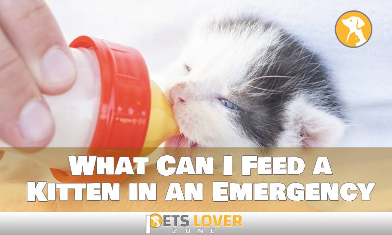 What Can I Feed a Kitten in an Emergency