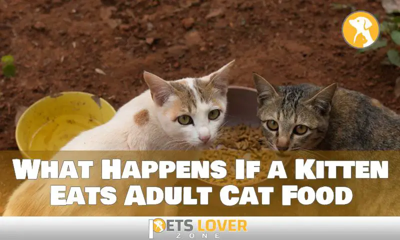 What Happens If a Kitten Eats Adult Cat Food