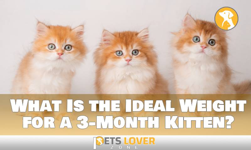 What Is the Ideal Weight for a 3-Month Kitten?