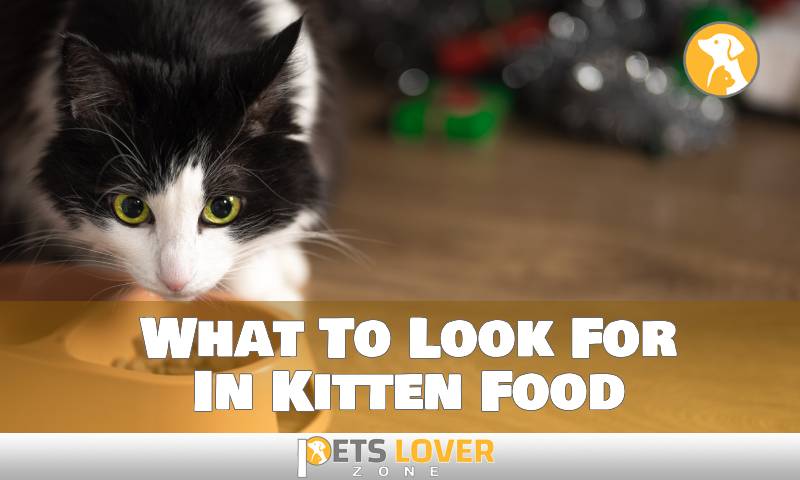 What To Look For In Kitten Food