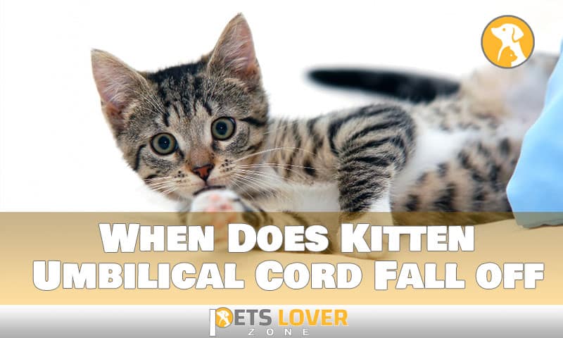 When Does Kitten Umbilical Cord Fall off