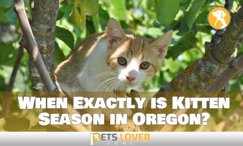 When Exactly is Kitten Season in Oregon?