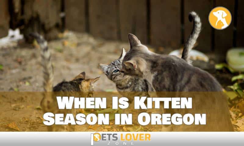 When Is Kitten Season in Oregon