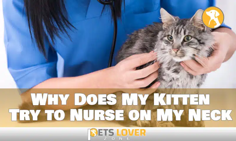 Why Does My Kitten Try to Nurse on My Neck