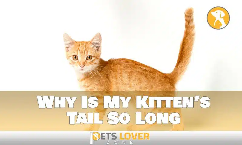 Why Is My Kitten’s Tail So Long