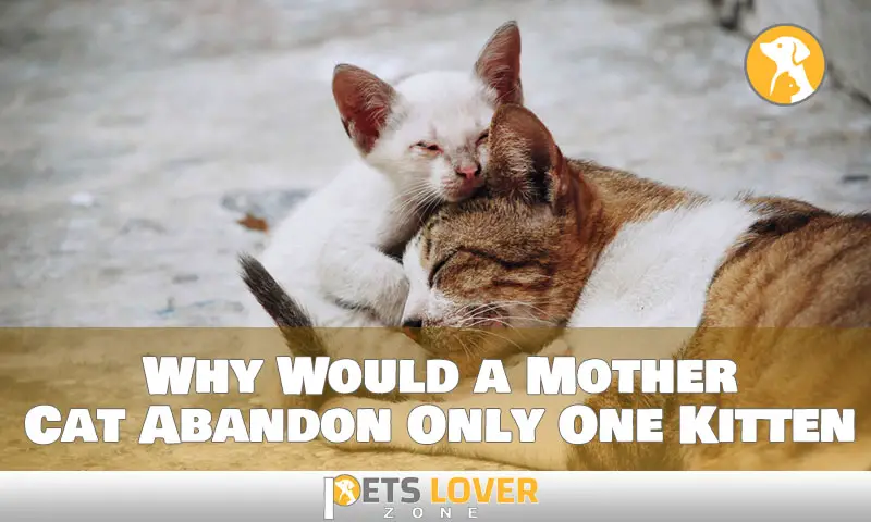 Why Would a Mother Cat Abandon Only One Kitten