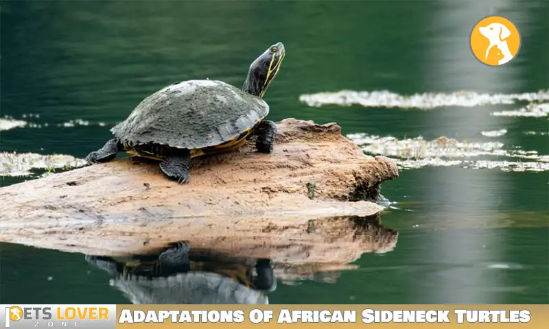 Adaptations Of African Sideneck Turtles