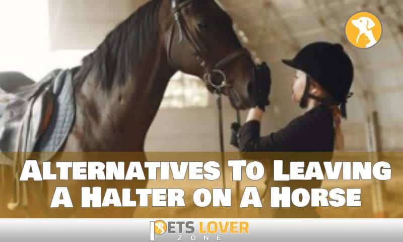 Alternatives To Leaving A Halter on A Horse