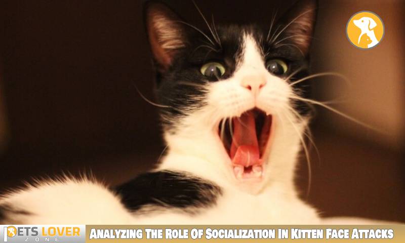 Analyzing The Role Of Socialization In Kitten Face Attacks